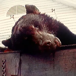 Truckviolence - Violence