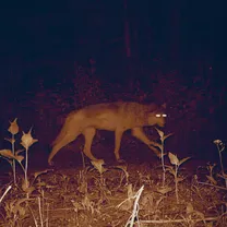 Mamaleek - Cadejos Those Who Pass Between Fleeting Words