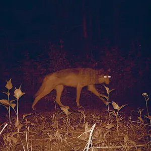 Mamaleek - Cadejos Those Who Pass Between Fleeting Words