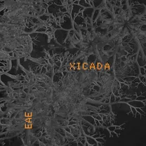 xicada - ENGAGING ANIMAL EARTH