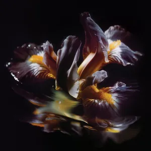 Raeinband - Forme Sommerse